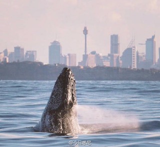鲸鱼又来悉尼港了