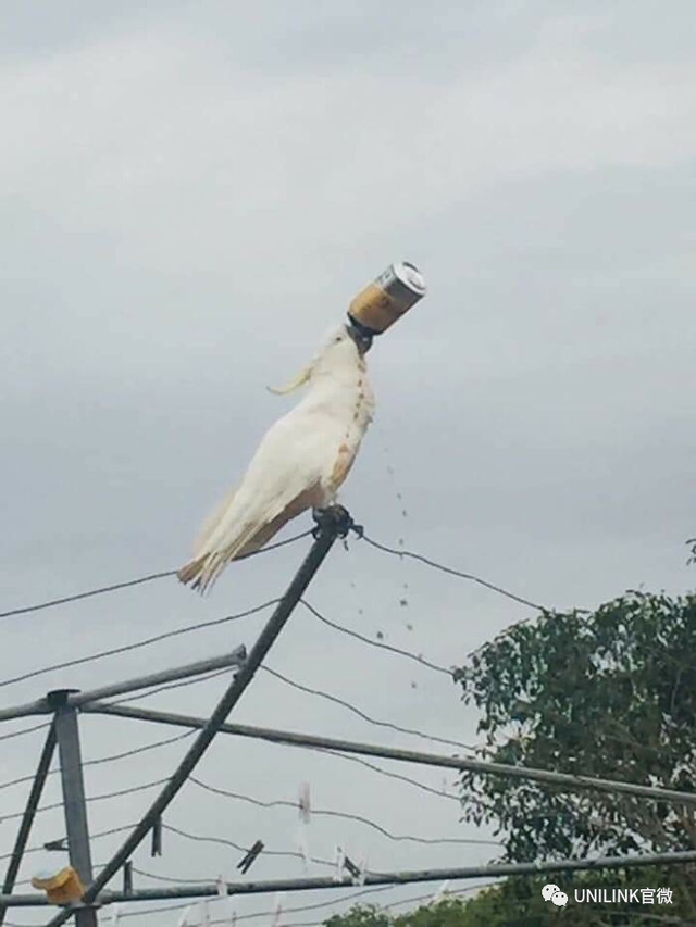 澳大利亚真的太太太太太太奇妙了……