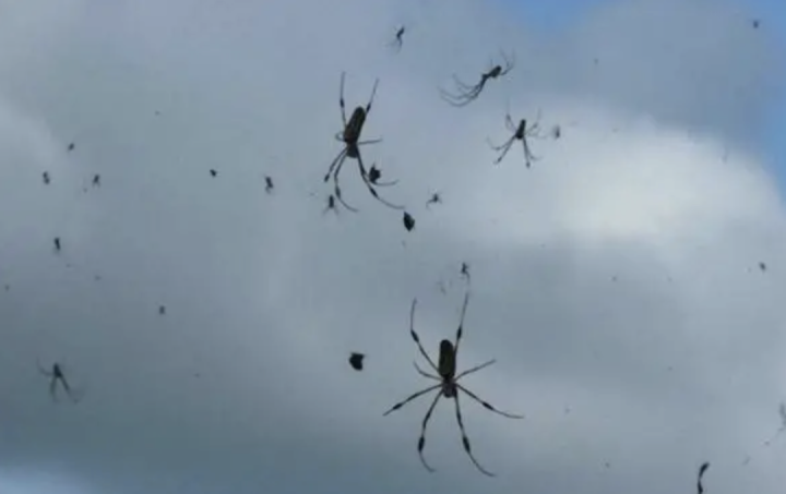 这太澳洲了！百万红蟹大迁徙，袋鼠雪中狂奔，蜘蛛从天而降……
